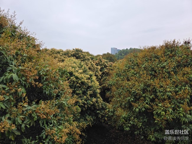 【活动回顾】荔枝花的物语是？
