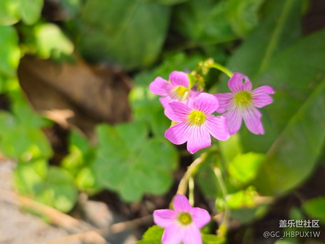 【青青嫩芽】新芽