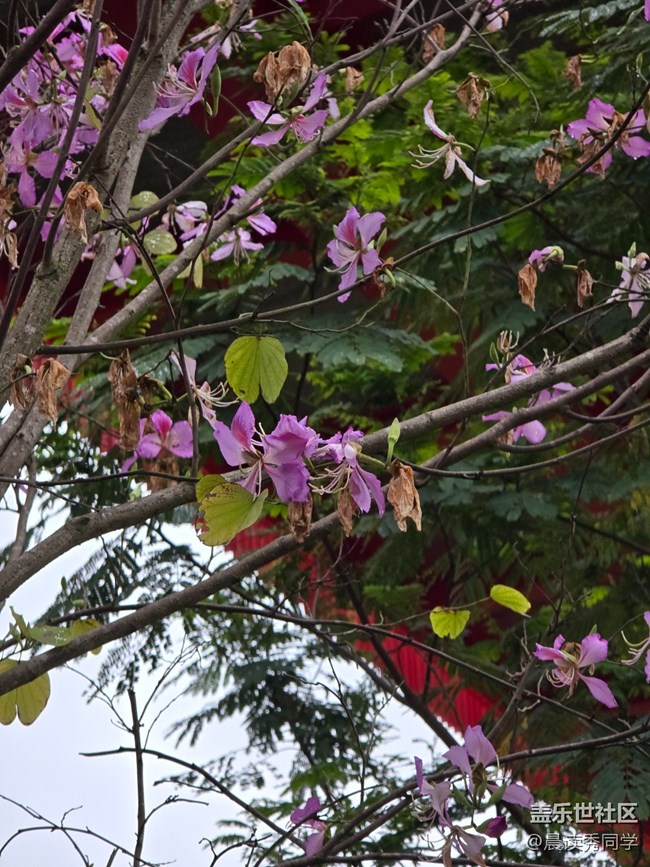 【活动回顾】荔枝花的物语是？