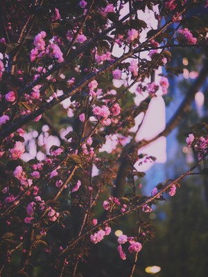 【春之夜】+夜樱