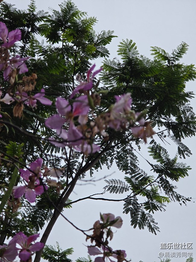 【活动回顾】荔枝花的物语是？