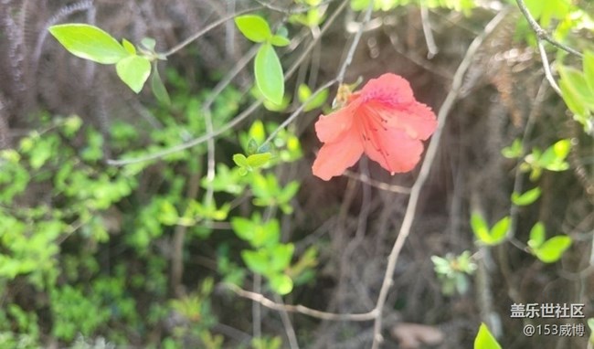 【春色撩人】杜鹃花