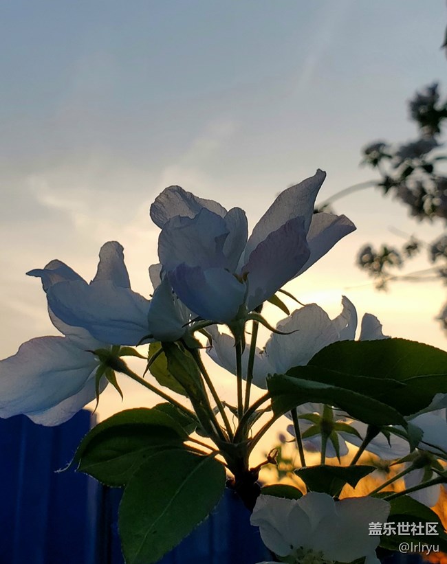 【春色撩人】+暮色下的春花