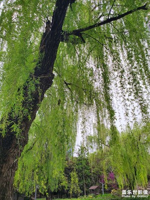 【人间四月天】天光云影