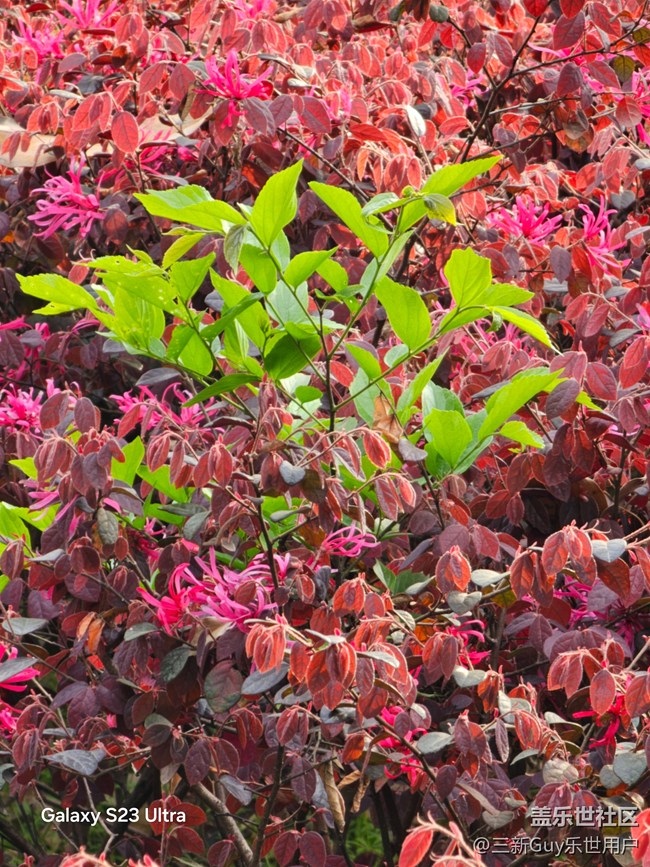 【清明踏春季】公园春色