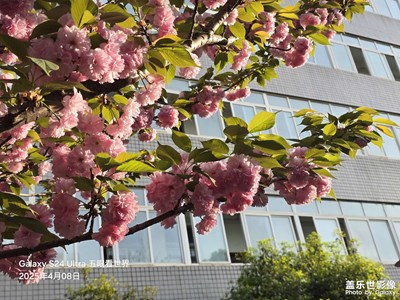 又是一年樱花季