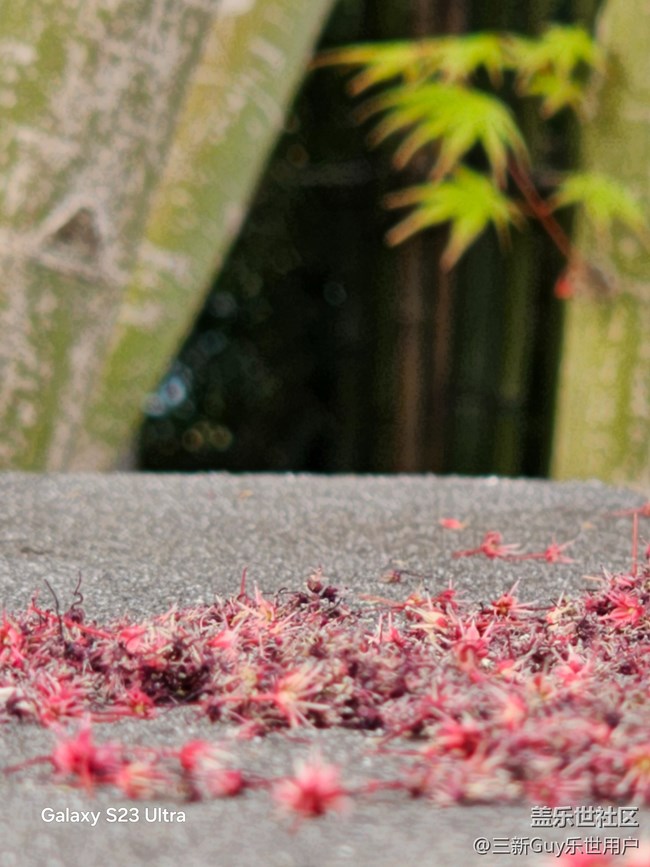 【清明踏春季】公园春色