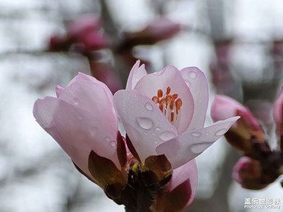 【人间四月天】+乌鲁木齐的春天终于来了，感觉它要直接入夏