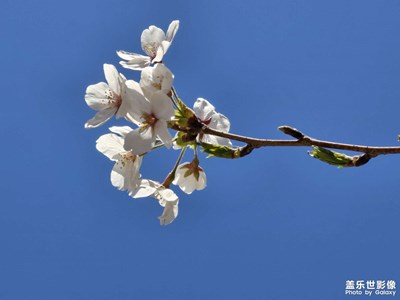 春日随拍