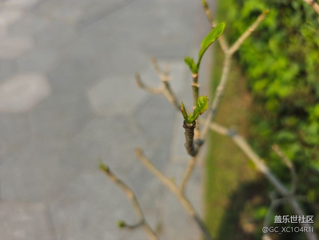 【青青嫩芽】新芽