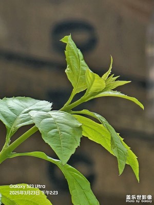 最后的10倍神机