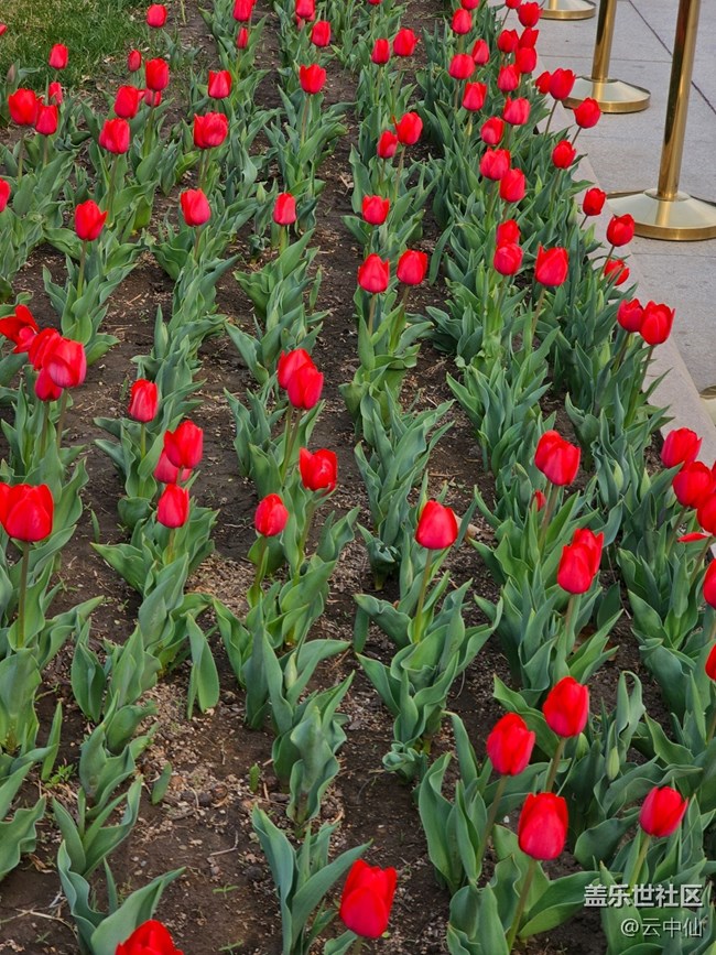 【拈花拾趣】国植郁金香