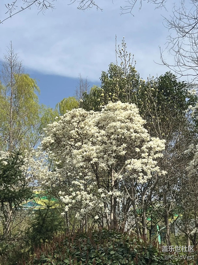 【仲春时节】与花共舞的烂漫时光