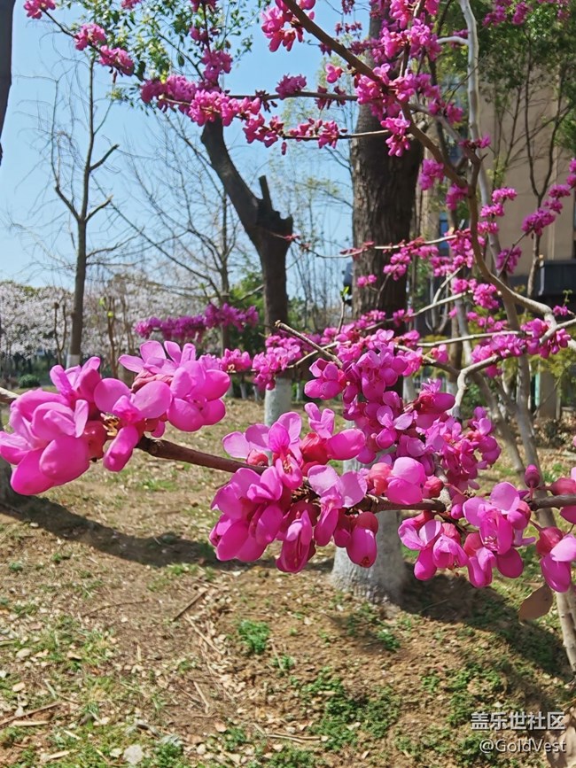 【四月春】走，赏花去！