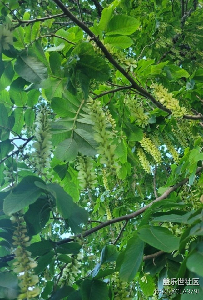 【春日盛景】绿树成荫
