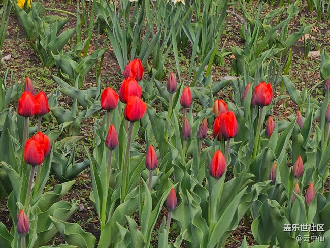 【拈花拾趣】国植郁金香