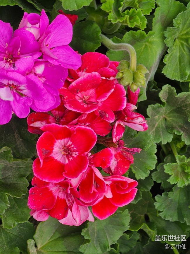 【拈花拾趣】花圃