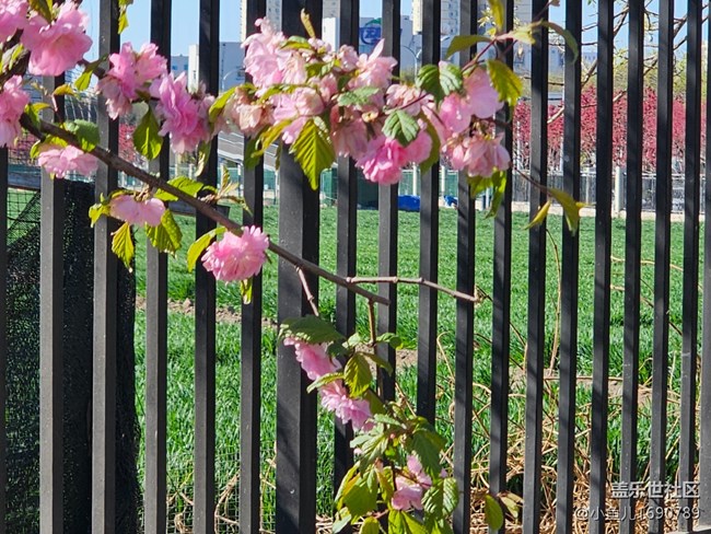 【拈花拾趣】落零