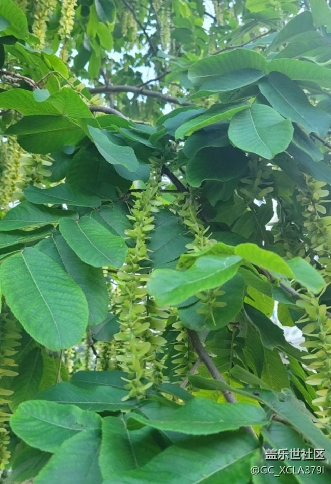 【春日盛景】绿树成荫