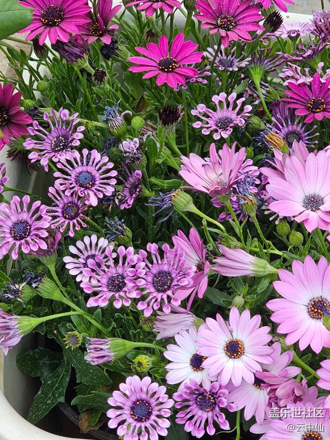 【拈花拾趣】五彩缤纷