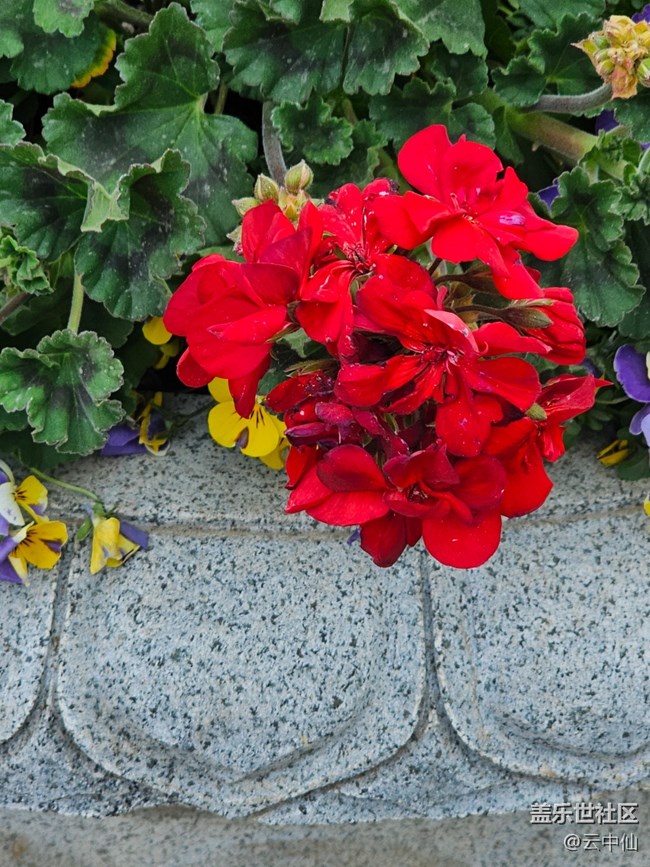 【拈花拾趣】五彩缤纷