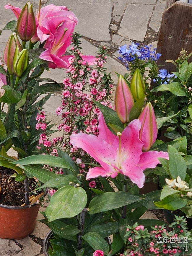 【拈花拾趣】盆栽