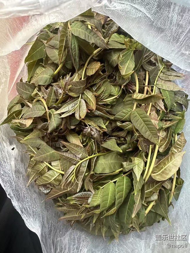 【尝鲜正当食】香椿