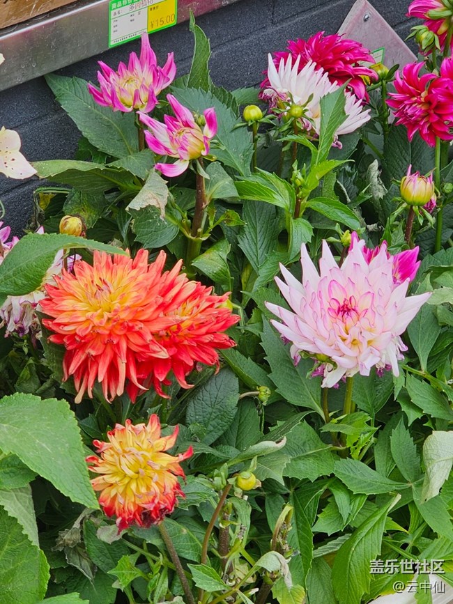 【拈花拾趣】各自绽放