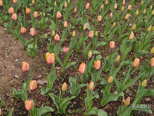 【拈花拾趣】郁金香飘