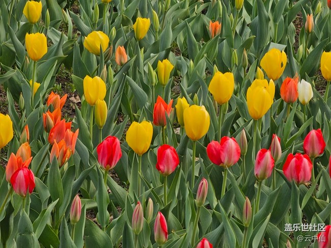 【拈花拾趣】郁金香飘