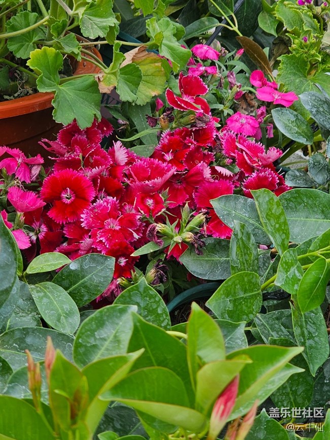 【拈花拾趣】盆栽