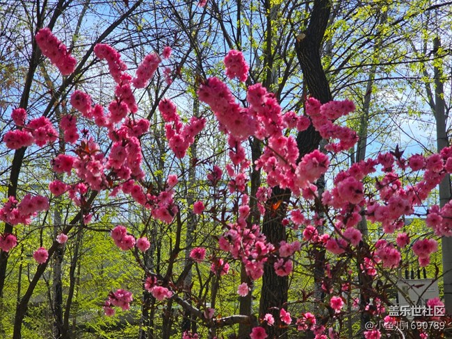 【拈花拾趣】粉红天堂