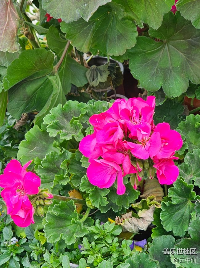 【拈花拾趣】花圃