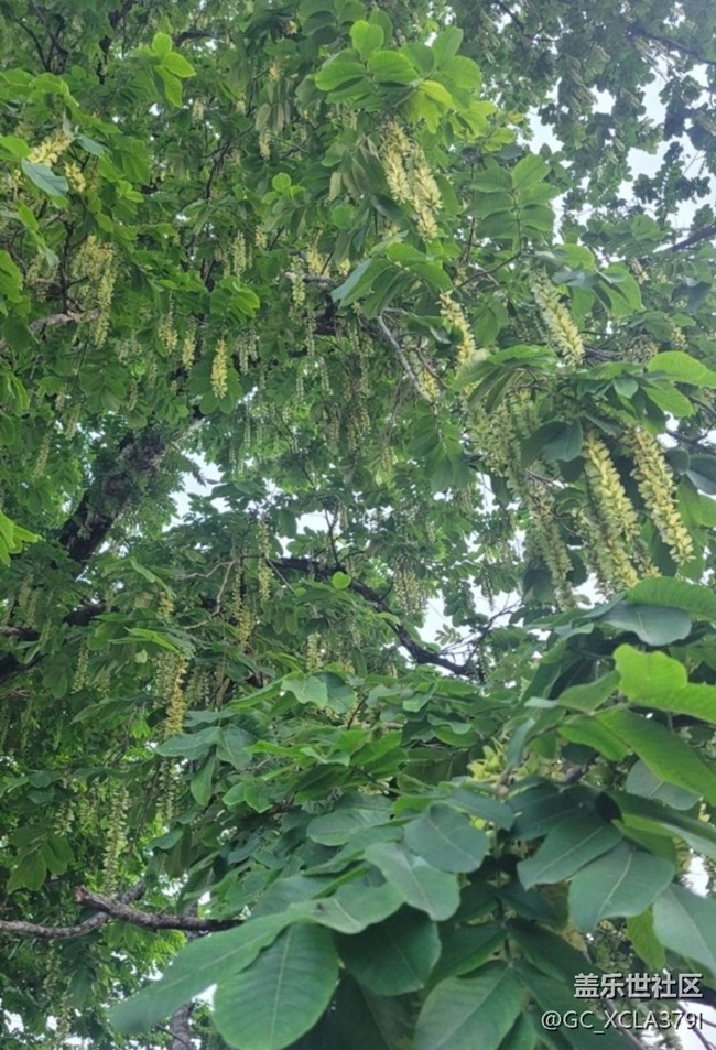 【春日盛景】绿树成荫
