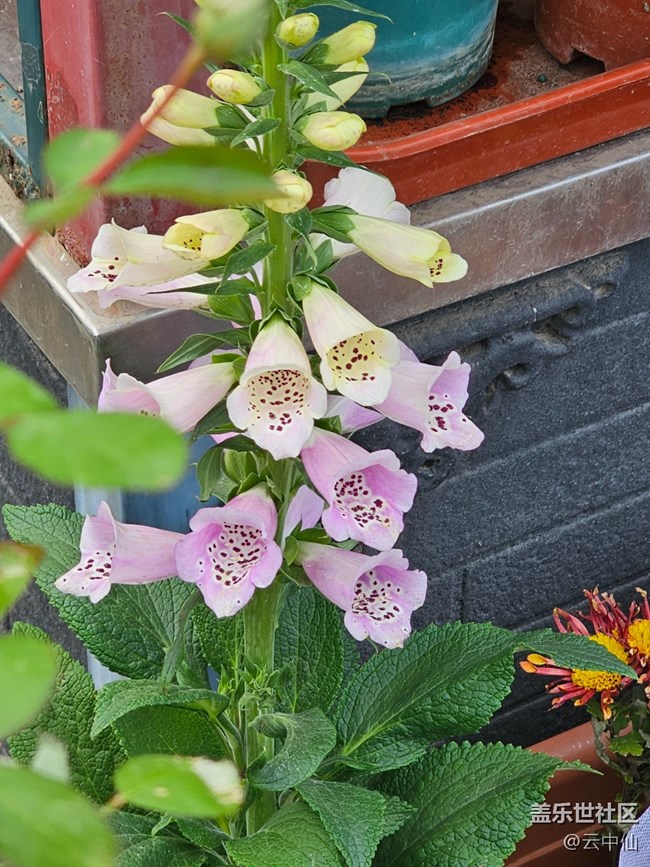 【拈花拾趣】五彩缤纷