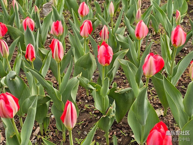 【拈花拾趣】郁金香飘