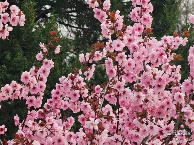 【拈花拾趣】梅花‘、’