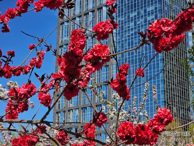 【拈花拾趣】都市花景