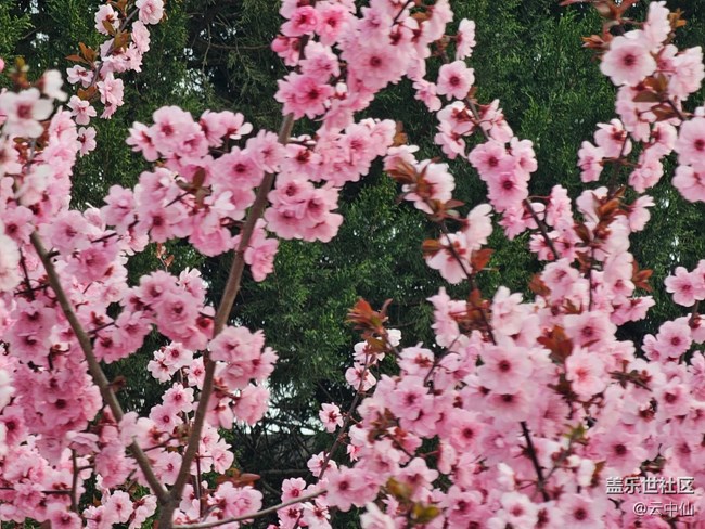 【拈花拾趣】梅花‘、’