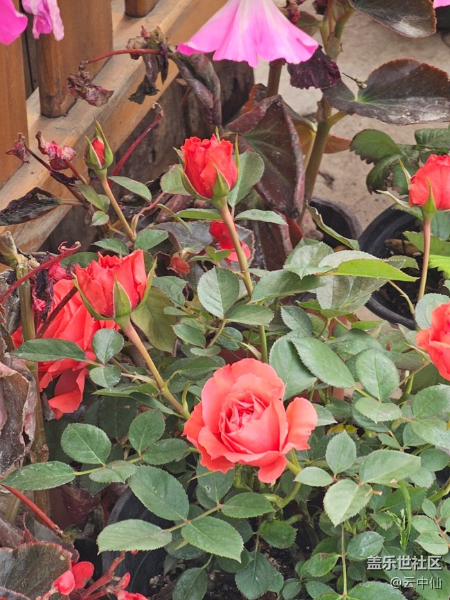 【拈花拾趣】独美