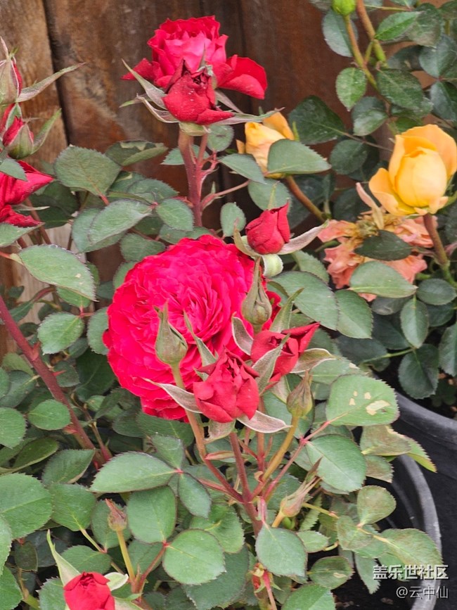 【拈花拾趣】独美