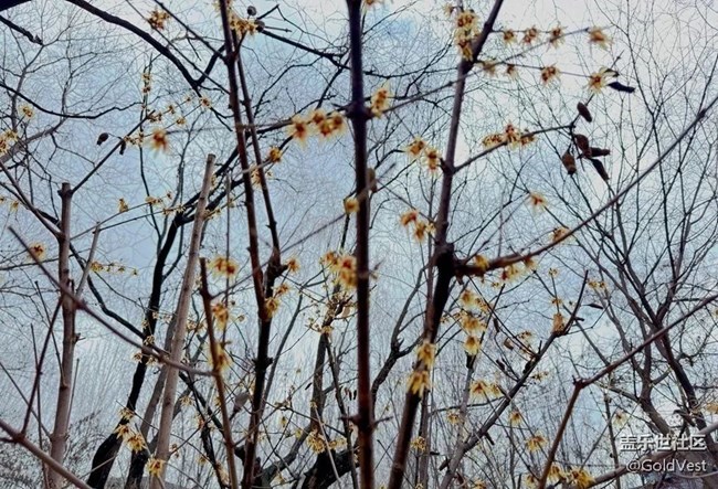 【拈花拾趣】踏春而行，拥抱自然的馈赠