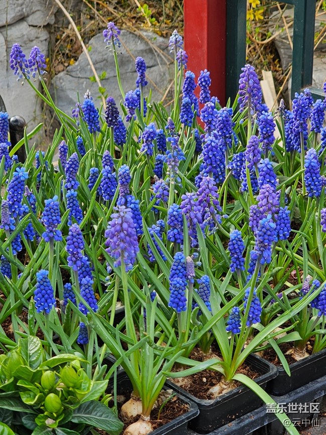 【拈花拾趣】各自绽放