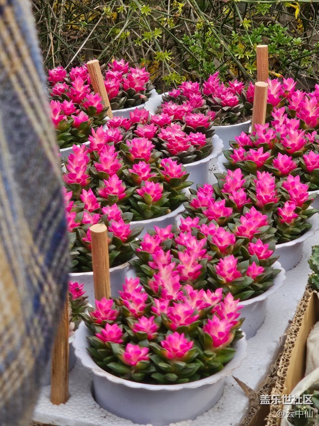 【拈花拾趣】花艺