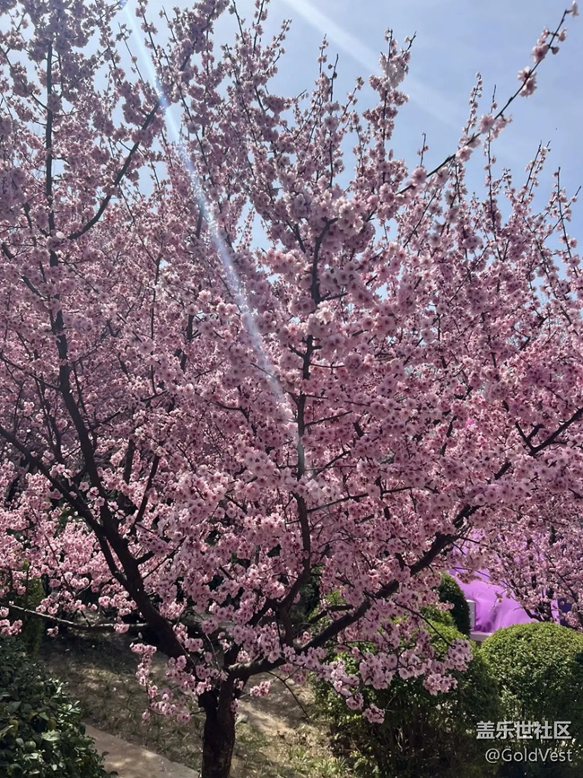 【仲春时节】与花共舞的烂漫时光