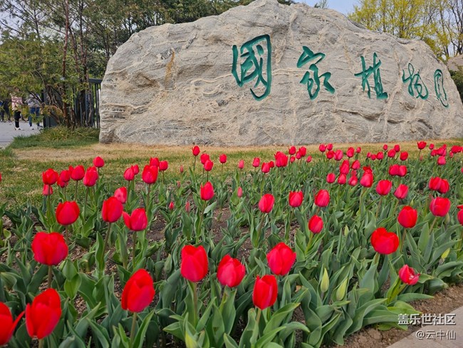 【拈花拾趣】国植郁金香