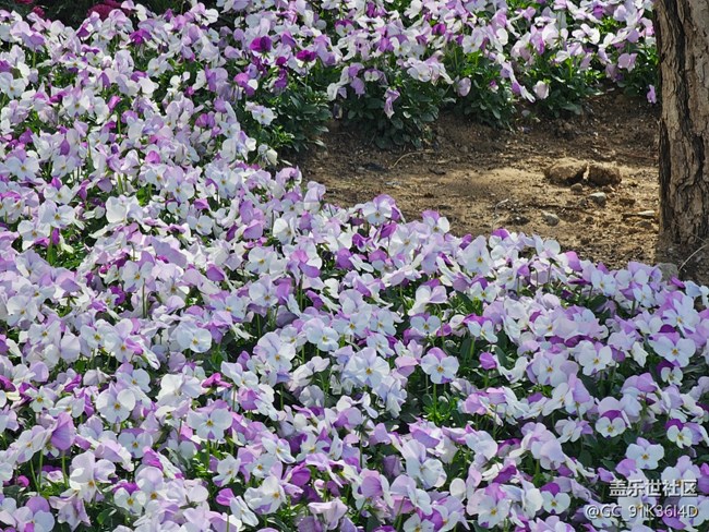 【拈花拾趣】春花浪漫