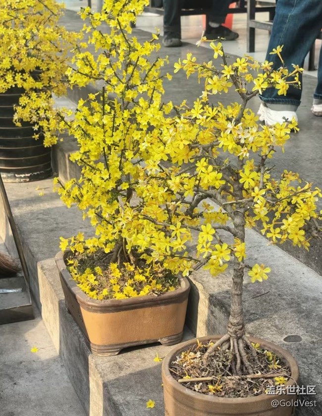 【拈花拾趣】踏春而行，拥抱自然的馈赠