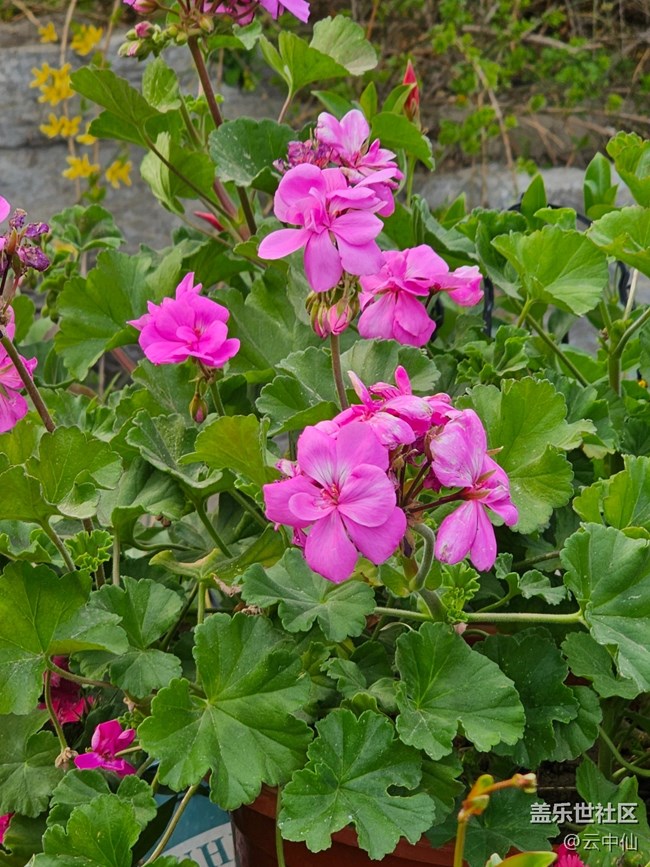 【拈花拾趣】盆栽