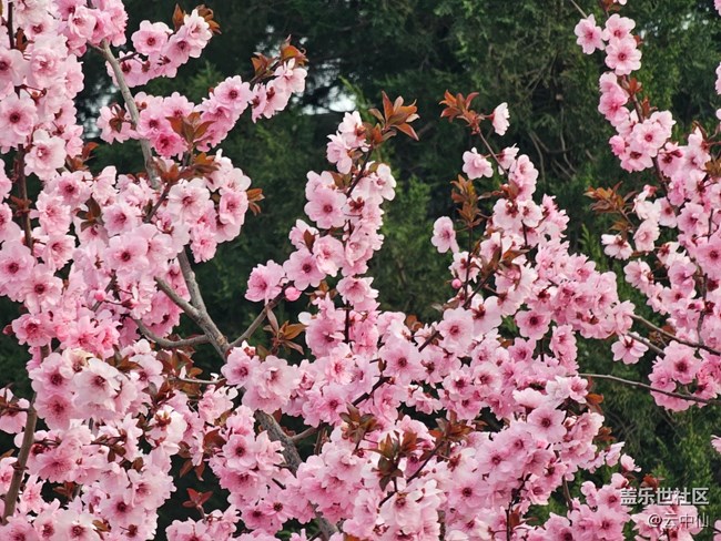 【拈花拾趣】梅花‘、’